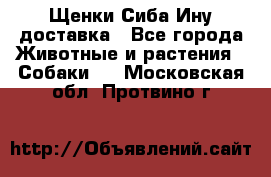 Щенки Сиба Ину доставка - Все города Животные и растения » Собаки   . Московская обл.,Протвино г.